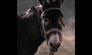 文章和驴的电影 文章和驴的电影