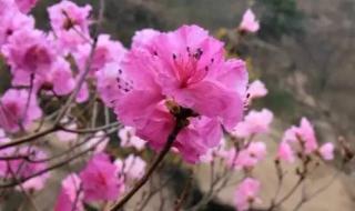 山行唐杜牧古诗解析