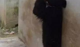 马戏团黑熊逃跑上街 马戏团黑熊逃跑上街