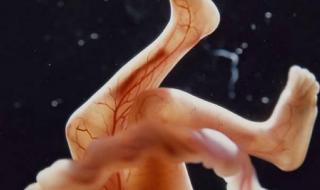 胎儿发育全过程 胎儿发育全过程