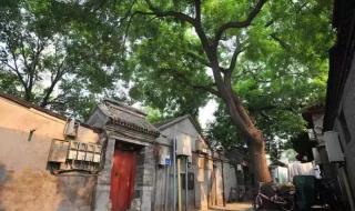 提着兔子去北京 提着兔子去北京