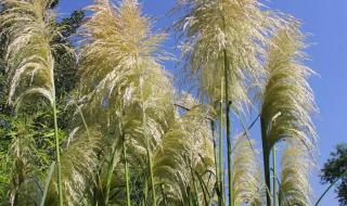 夏末初秋的爱情 夏末初秋的爱情