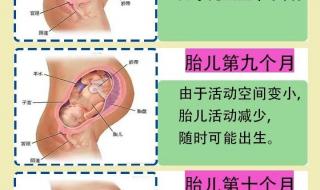 胎儿发育全过程 胎儿发育全过程