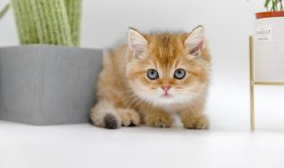 尊嘟假嘟被抢注商标 尊嘟假嘟被抢注商标