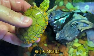 黄化斑纹草龟多少钱 黄化斑纹草龟多少钱