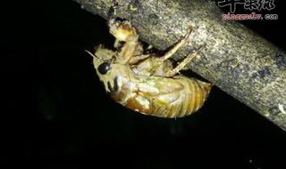 知了猴的营养价值 知了猴的营养价值