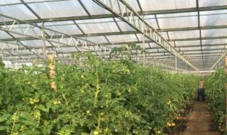 建一亩地温室大棚多钱 建一亩地温室大棚多钱