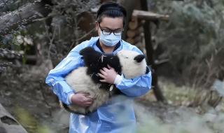 饲养员遭大熊猫撕咬 饲养员遭大熊猫撕咬