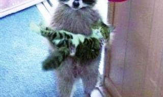 浣熊君为什么被禁了 浣熊君为什么被禁了