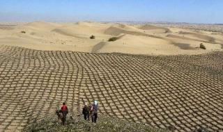 沙漠种植水稻成功