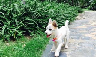 深圳狗狗免费领养 深圳狗狗免费领养