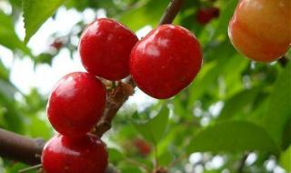 十三陵附近的陵园 十三陵附近的陵园