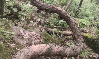 百岁野生猕猴桃树王