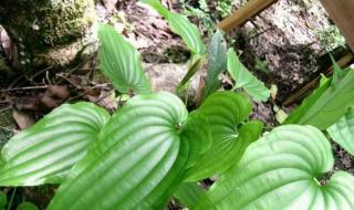 三农补贴一亩多少钱