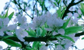 春暖花开的简短句子 春暖花开的简短句子