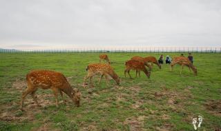 广场舞走进草原看美景 广场舞走进草原看美景