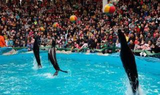 上海野生动物园路线